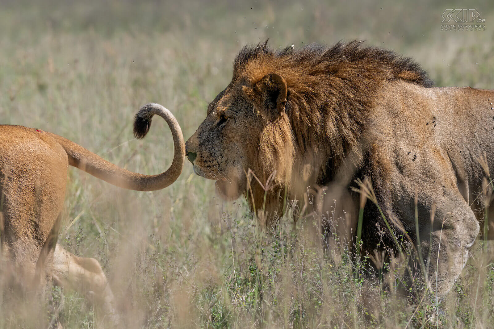 Nakuru NP - Leeuwen Zelfs de koning van de jungle volgt gedwee z'n vrouwtje. Stefan Cruysberghs